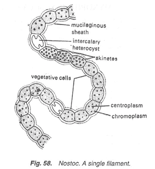 Nostoc Morphology of Nostoc With Diagram Algae