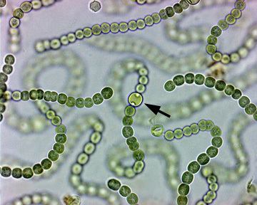 Nostoc DC1 Cyanophyceae Type Study Nostoc