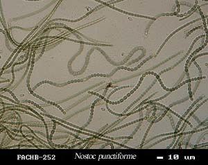 Nostoc punctiforme Nostoc punctiformeFreshwater Algae Culture Collection at the
