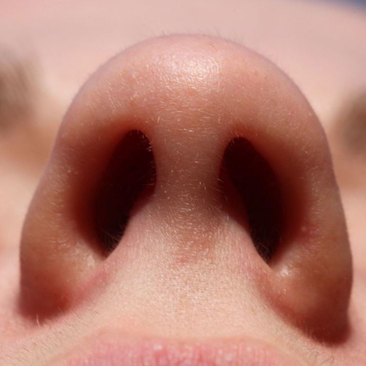 nostril-alchetron-the-free-social-encyclopedia