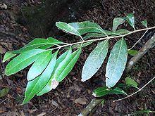 Notelaea longifolia httpsuploadwikimediaorgwikipediacommonsthu
