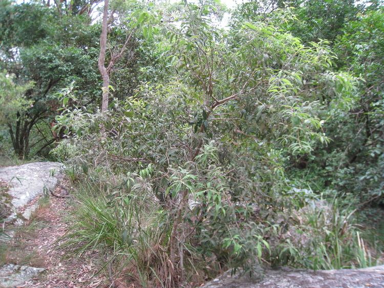 Notelaea longifolia FileNotelaea longifolia tree 1jpg Wikimedia Commons