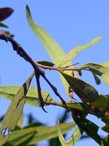 Notelaea microcarpa httpsuploadwikimediaorgwikipediacommonsthu
