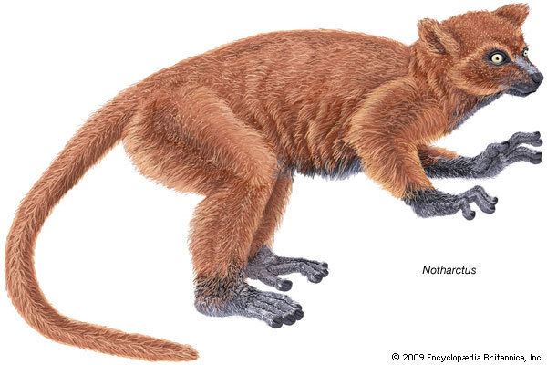 Notharctus Notharctus fossil primate genus Britannicacom