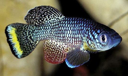 Nothobranchius furzeri Kinds of Fish