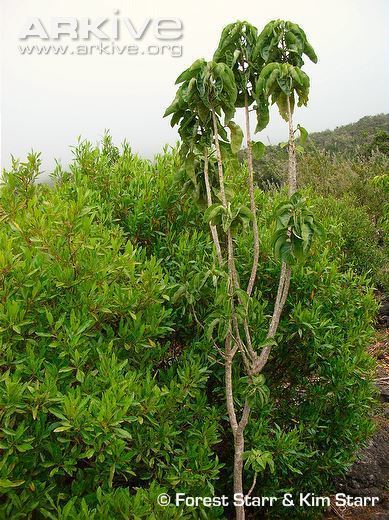 Nothocestrum latifolium Aiea photo Nothocestrum latifolium G67398 ARKive