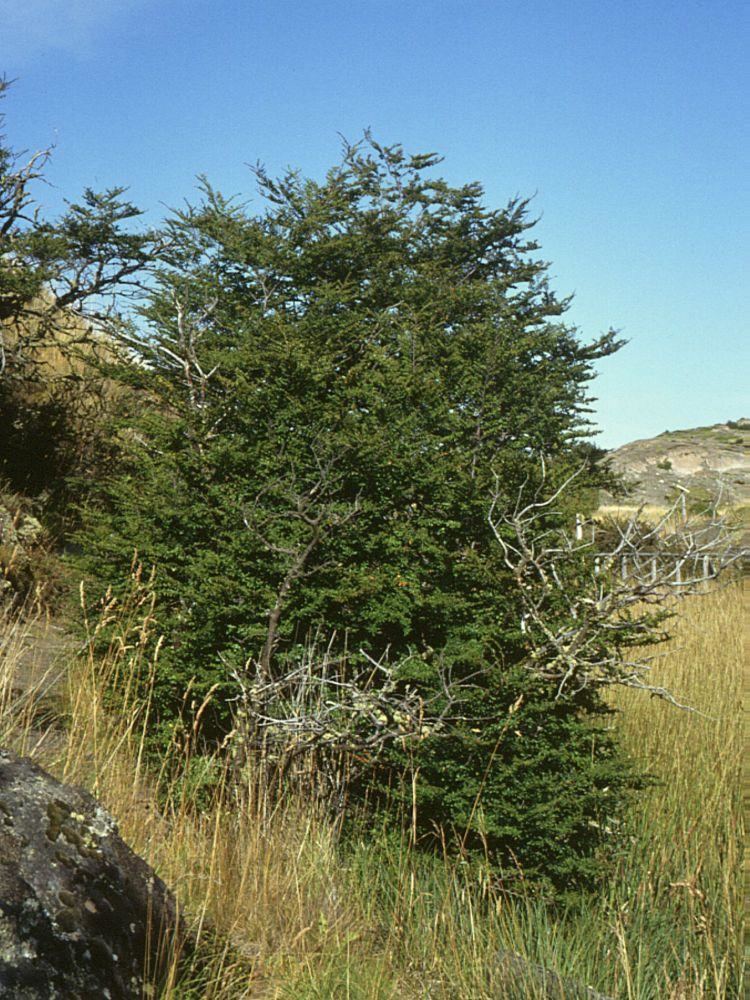 Nothofagus antarctica Nothofagus antarctica Wikipedia