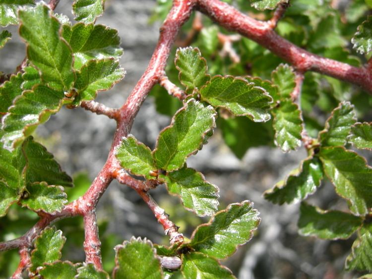 Nothofagus pumilio FileNothofagus pumilioleavesJPG Wikimedia Commons