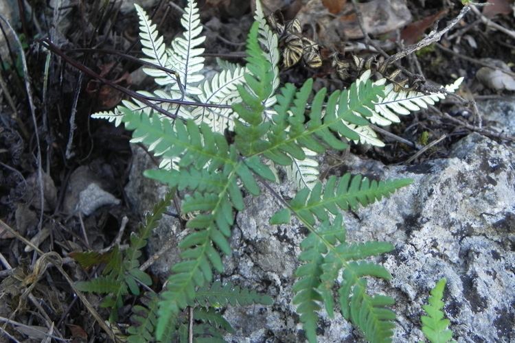 Notholaena Notholaena sulphurea Ferns and Lycophytes of the World
