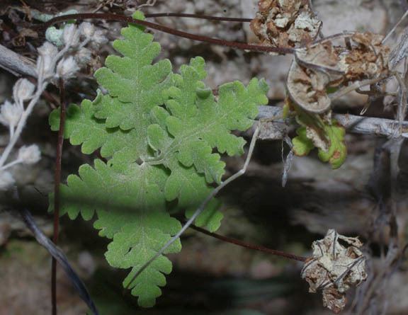 Notholaena californica Notholaena californica DCEaton sspcalifornica Indian Fern