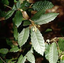 Notholithocarpus httpsuploadwikimediaorgwikipediacommonsthu
