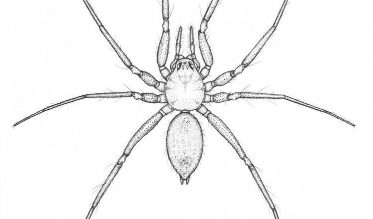 Nothophantes Critically Endangered spider saved from planning development IUCN