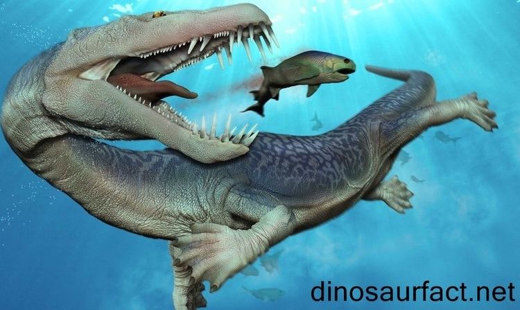 Nothosaurus Nothosaurus dinosaur