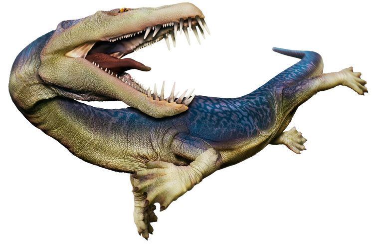Nothosaurus rescloudinarycomdkfindoutimageuploadq80w