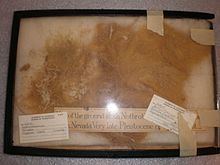 Nothrotherium httpsuploadwikimediaorgwikipediacommonsthu