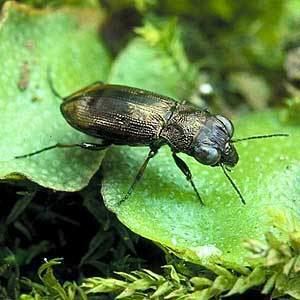 Notiophilus Notiophilus biguttatus Ground Beetles of Ireland