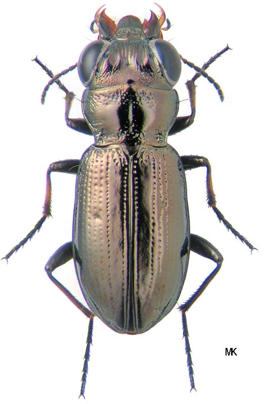 Notiophilus Genus Notiophilus Dumeril 1806 194 Carabidae