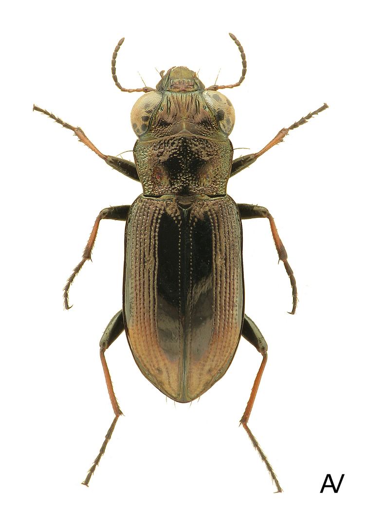 Notiophilus Genus Notiophilus Dumeril 1806 194 Carabidae