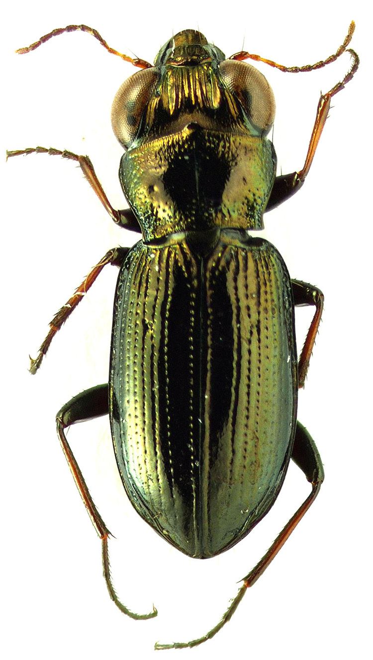 Notiophilus Notiophilus germinyi Fauvel 1863 1 Carabidae