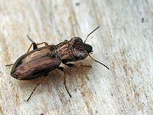 Notiophilus palustris httpsuploadwikimediaorgwikipediacommonsthu