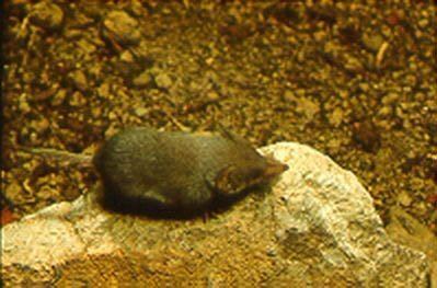 Notiosorex Notiosorex crawfordi Desert shrew or gray shrew 92BP813 Kentucky