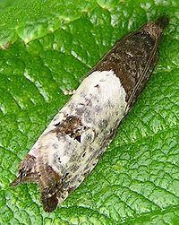Notocelia roborana httpsuploadwikimediaorgwikipediacommonsthu