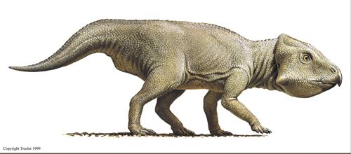 Notoceratops planetdistartlogiccomdinosaurlistimagesnotoc