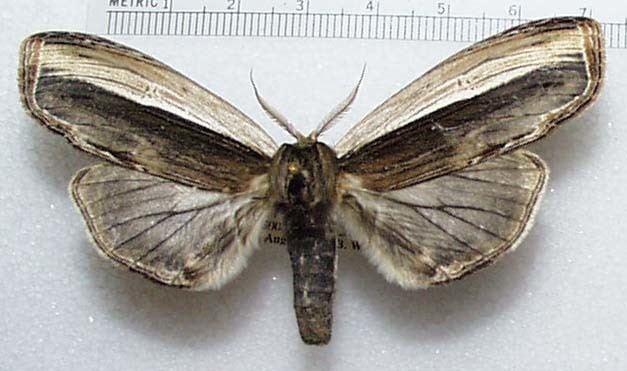Notodontidae Moths of Southeastern Arizona Notodontidae