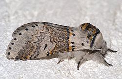 Notodontidae List of moths of Great Britain Notodontidae Wikipedia