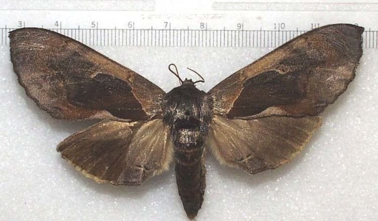 Notodontidae Moths of Southeastern Arizona Notodontidae