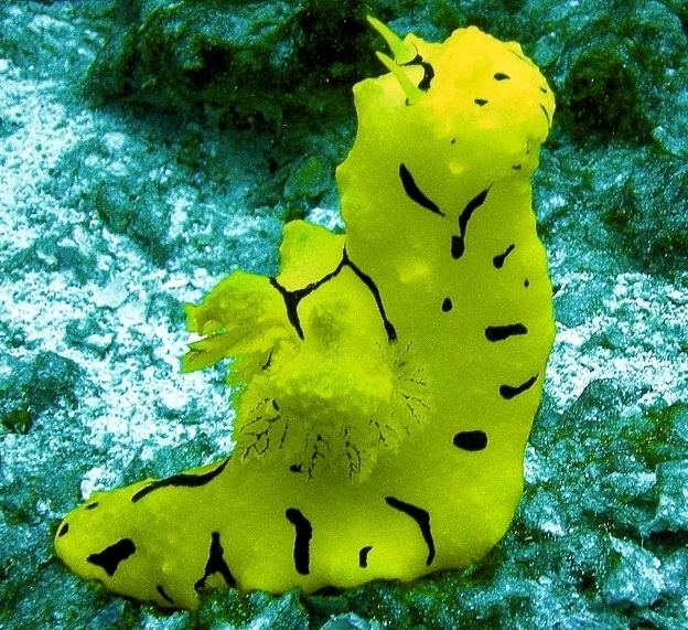 Notodoris