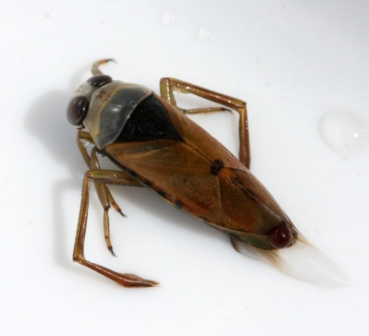 Notonecta glauca Common Backswimmer Notonecta glauca NatureSpot