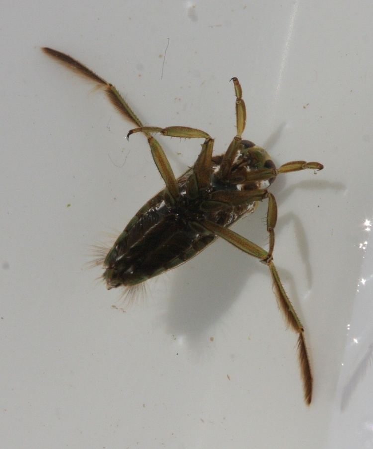 Notonecta glauca Common Backswimmer Notonecta glauca NatureSpot