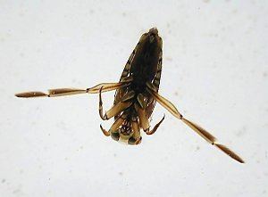 Notonectidae Family Notonectidae ENT 425 General Entomology