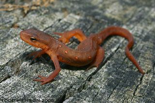 Notophthalmus Notophthalmus viridescens Eastern newt Discover Life