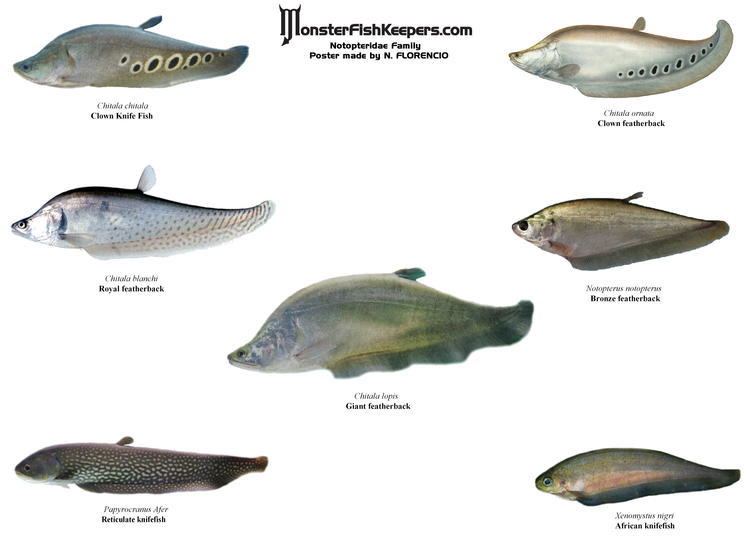 Notopteridae Notopteridae family poster MonsterFishKeeperscom