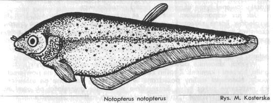 Notopteridae Notopteridae