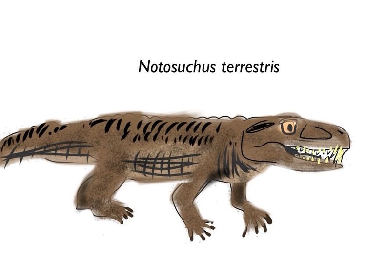 Notosuchus Notosuchus terrestris by Vespisaurus on DeviantArt