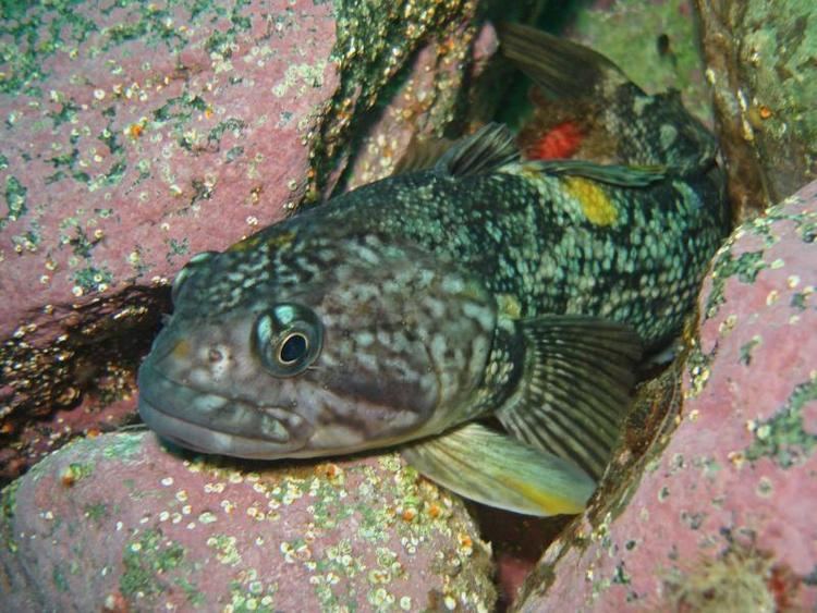 Notothenia Antarctic Underwater Field GuideChordataActinopterygii fish