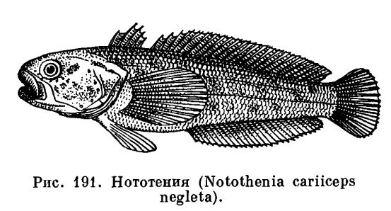 Nototheniidae Nototheniidae