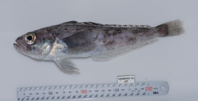 Nototheniidae Fish Identification