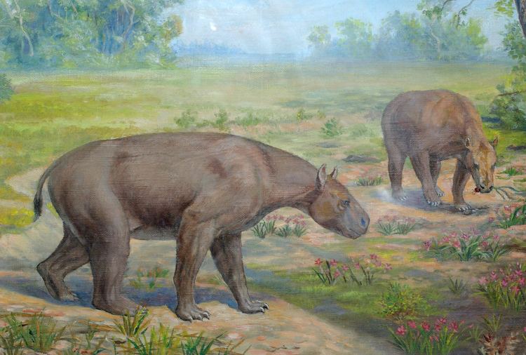 Notoungulata South American Fossil Mammals Darin A Croft PhD