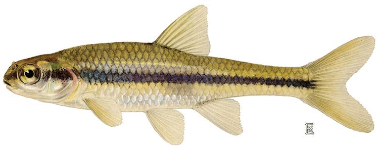 Notropis Bridle shiner Wikipedia