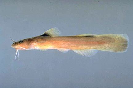 Noturus flavus The Virtual Aquarium of Virginia TechCatfish