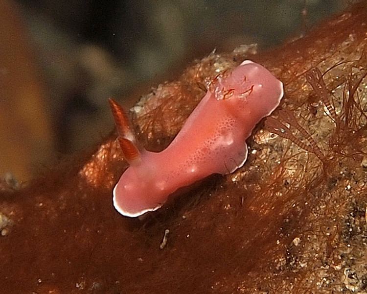 Noumea (gastropod)