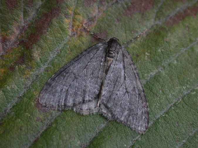 November moth 1795 November Moth Geometridae Epirrita dilutata Simply