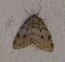 November moth Pale November moth Wikipedia