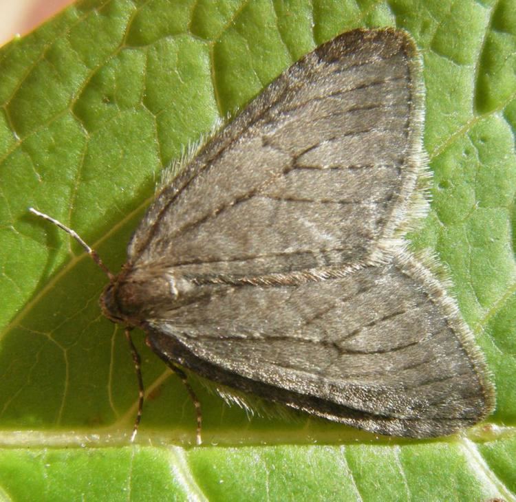 November moth November Moth Epirrita dilutata NatureSpot