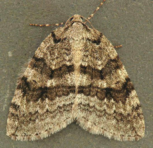 November moth 1796 Pale November Moth