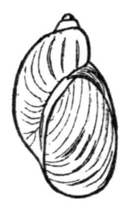 Novisuccinea ovalis httpsuploadwikimediaorgwikipediacommons11